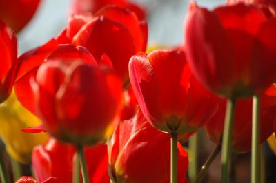 Tulpen 32