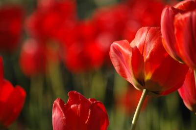 Tulpen 33