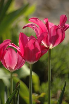 Tulpen 34