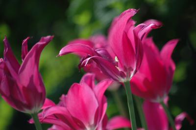 Tulpen 35