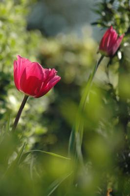 Tulpen 36