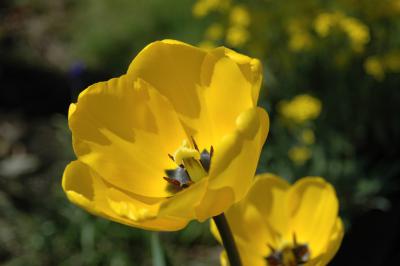Tulpen 3