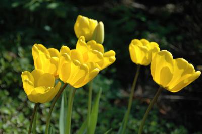 Tulpen 4
