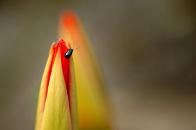 Tulpenknospe mit Käfer 3