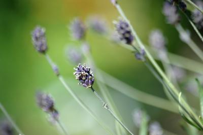 Lavendel 10