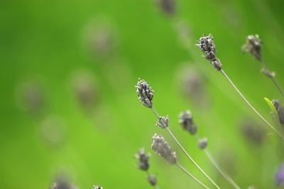 Lavendel 11