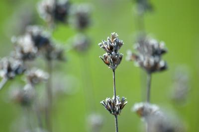 Lavendel 2