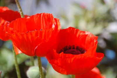 Klatschmohn 10