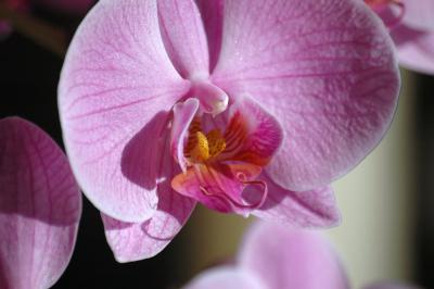Pinke Nachtfalter-Orchidee 10