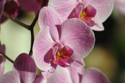 Pinke Nachtfalter-Orchidee 11