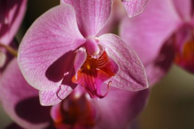 Pinke Nachtfalter-Orchidee 2