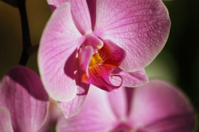 Pinke Nachtfalter-Orchidee 3