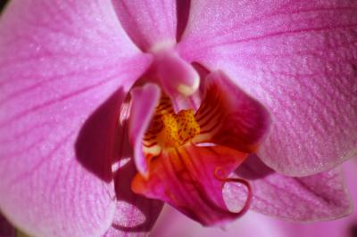 Pinke Nachtfalter-Orchidee 4