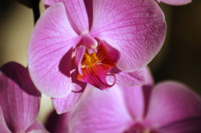 Pinke Nachtfalter-Orchidee 5