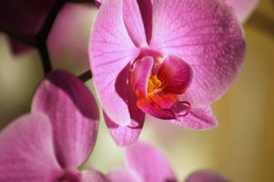 Pinke Nachtfalter-Orchidee 7