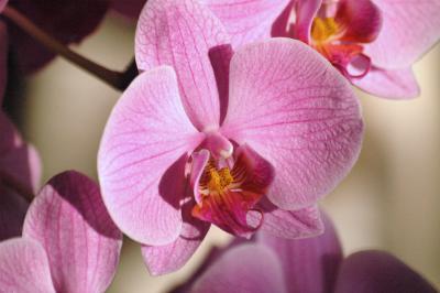 Pinke Nachtfalter-Orchidee 9