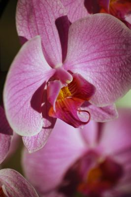 Pinke Nachtfalter-Orchidee