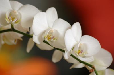 Weiße Nachtfalter-Orchidee 2