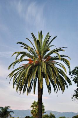 Palme