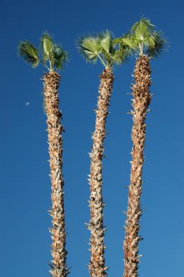 Palmen