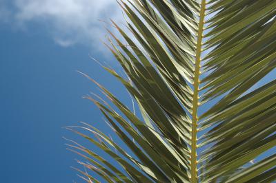 Palmenblätter 20
