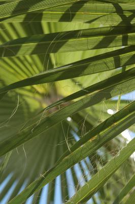 Palmenblätter 3