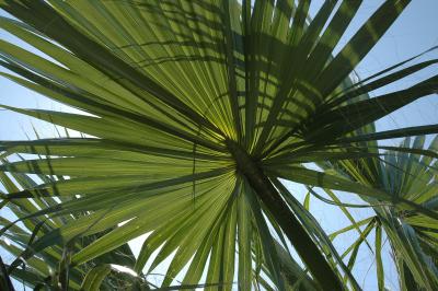 Palmenblätter 6
