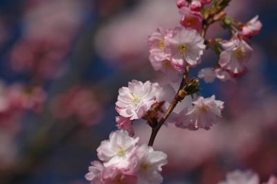 Japanische Blütenkirsche 2