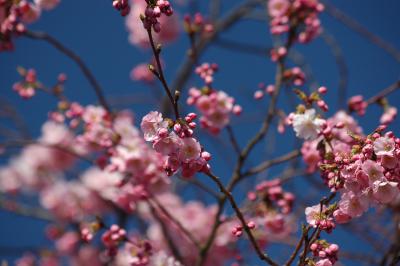 Japanische Blütenkirsche 4