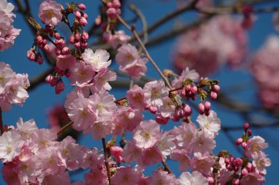 Japanische Blütenkirsche 5