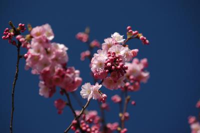 Japanische Blütenkirsche 6