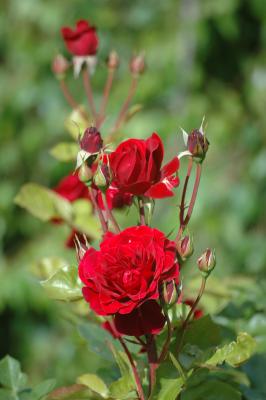 Floribundarose Montana