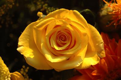 Gelbe Rose 2