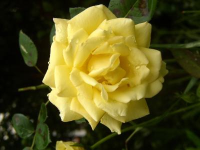 Gelbe Rose 3