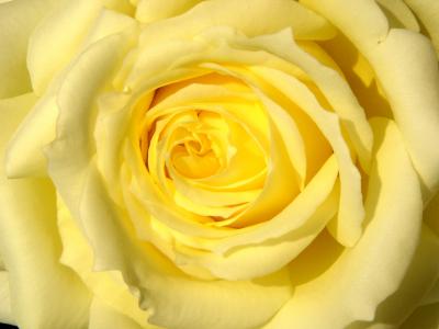 Gelbe Rose 4