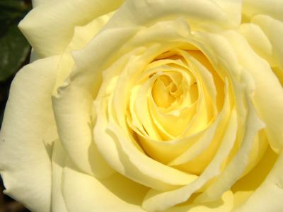 Gelbe Rose