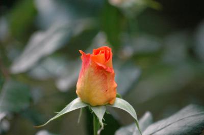 Geschlossene Rose 2