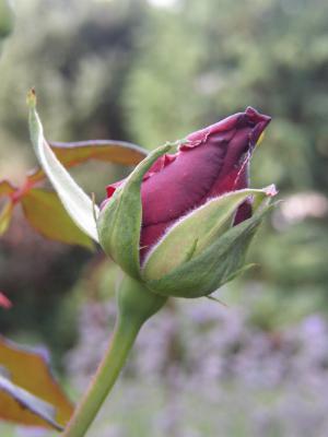 Geschlossene Rose 3