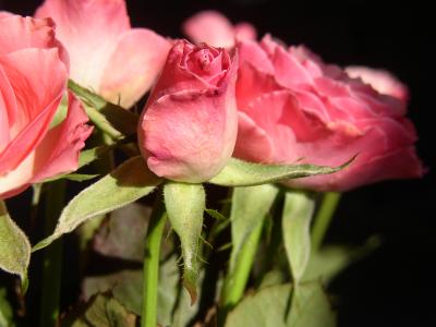 Geschlossene Rose 4