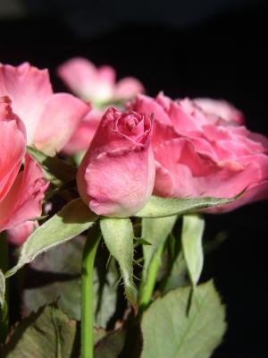 Geschlossene Rose 5