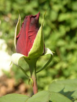Geschlossene Rose