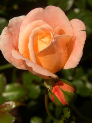 P1012360