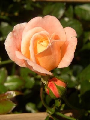 P1012361