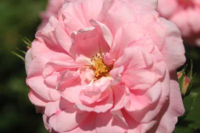 Rosa Beetrosen 2