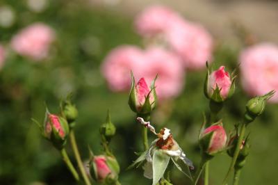 Rosa Beetrosen 3