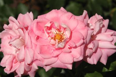 Rosa Beetrosen 4