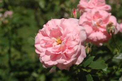 Rosa Beetrosen