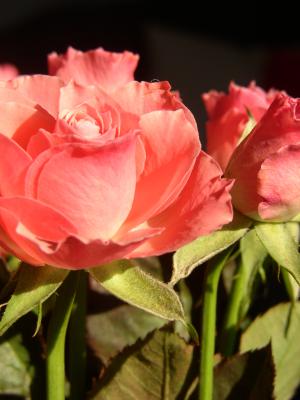 Rosa Rose 10