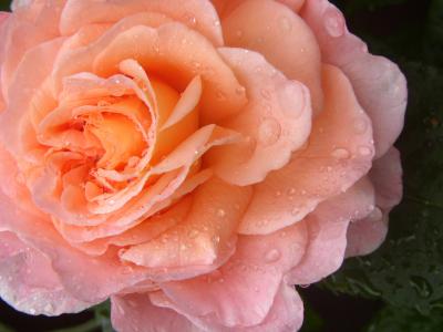 Rosa Rose 11