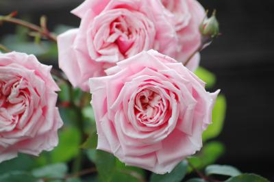 Rosa Rose 2